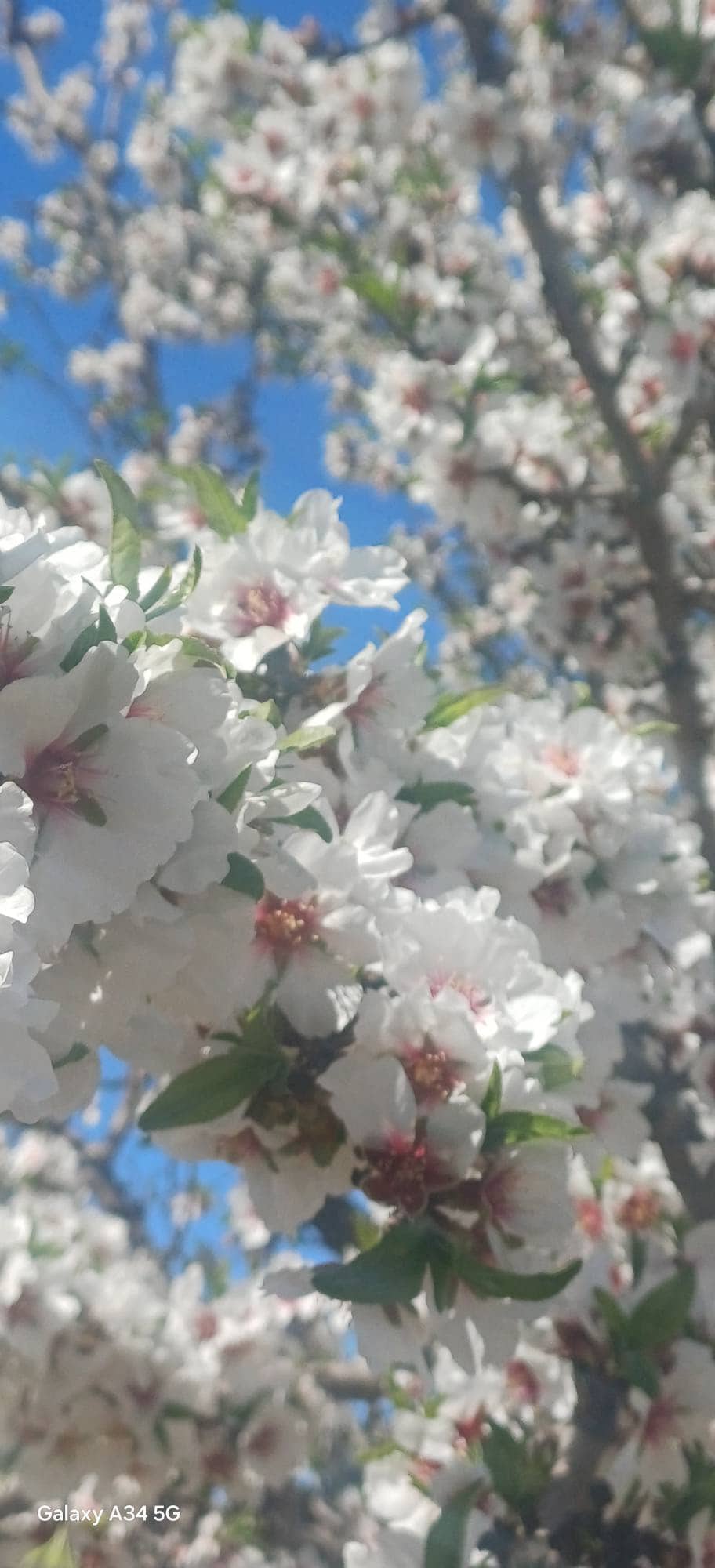 Almond orchard under precision irrigation in Mezzouna, Sidi Bouzid