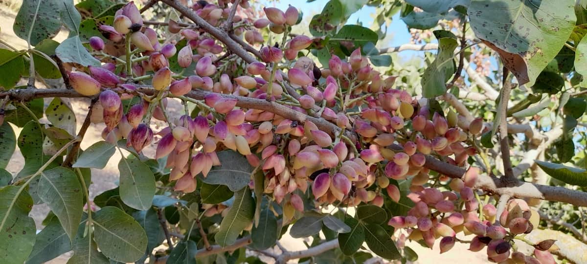 Irrigated pistachio orchard under development in Gafsa, Tunisia